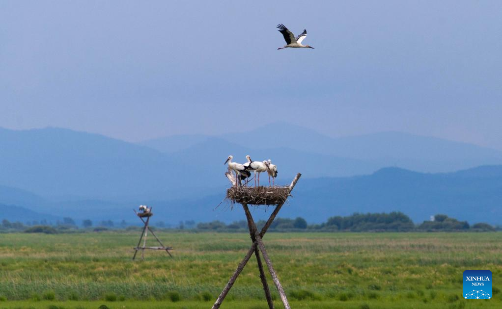 In pics: oriental white storks in artificial nests in Fujin City, NE China