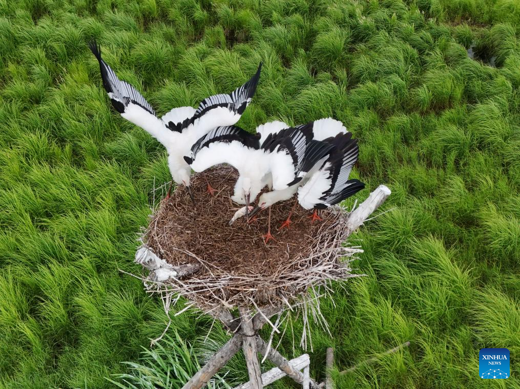 In pics: oriental white storks in artificial nests in Fujin City, NE China