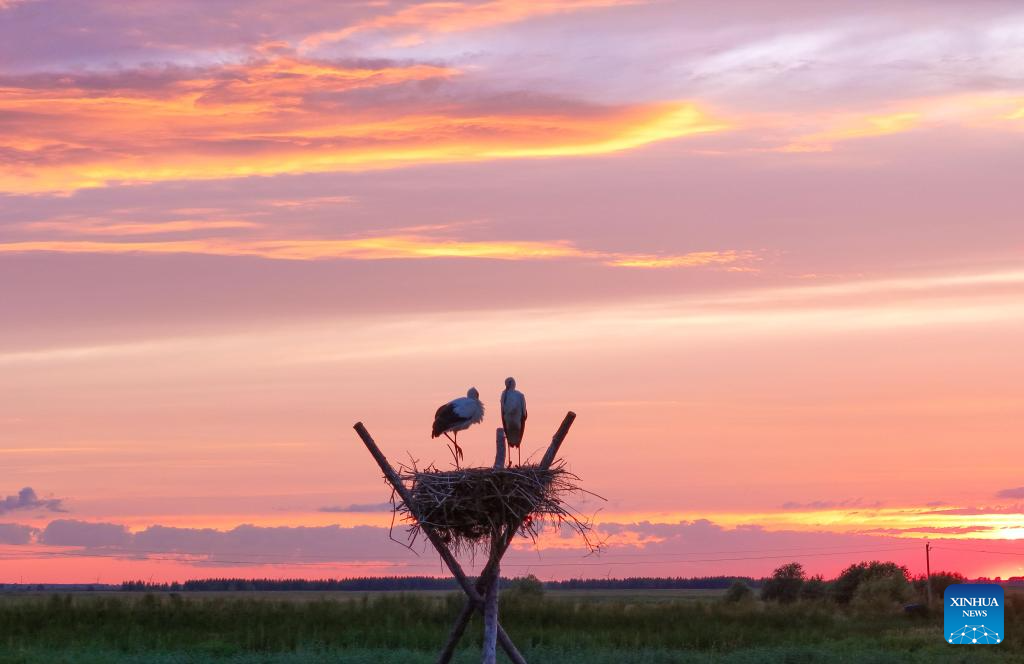 In pics: oriental white storks in artificial nests in Fujin City, NE China