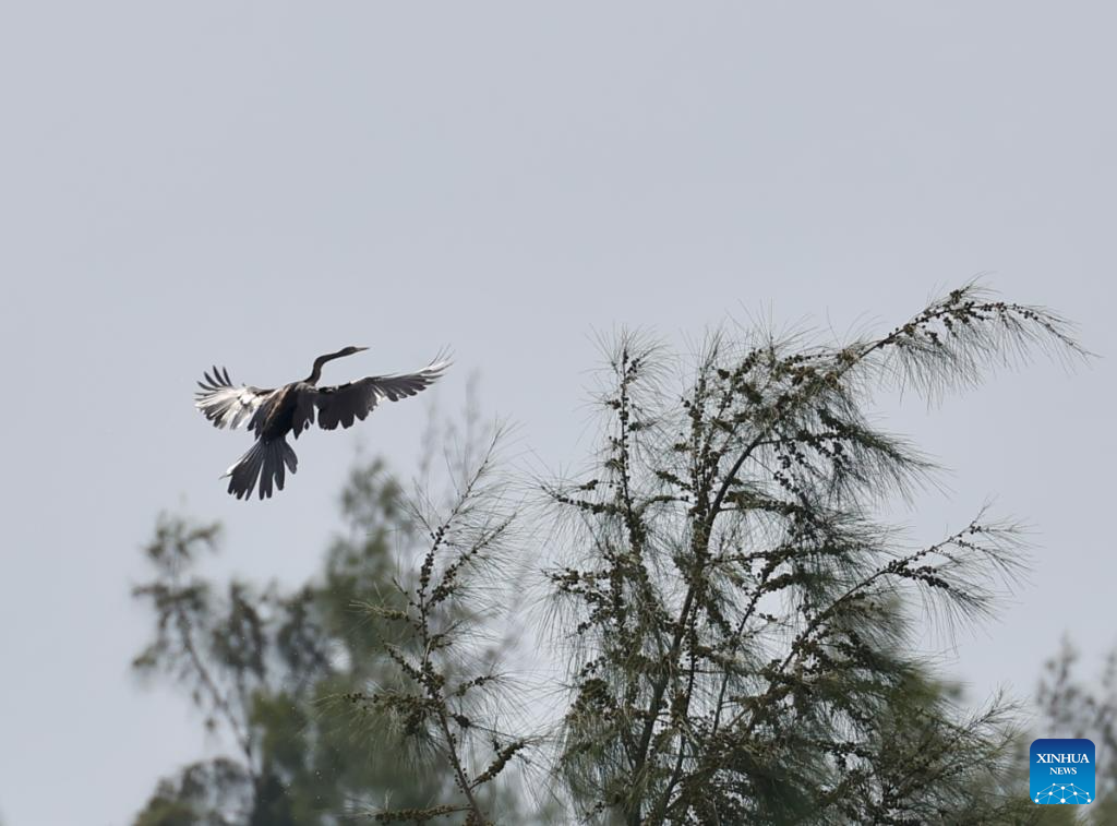 Oriental Darter observed for first time in China's Hainan