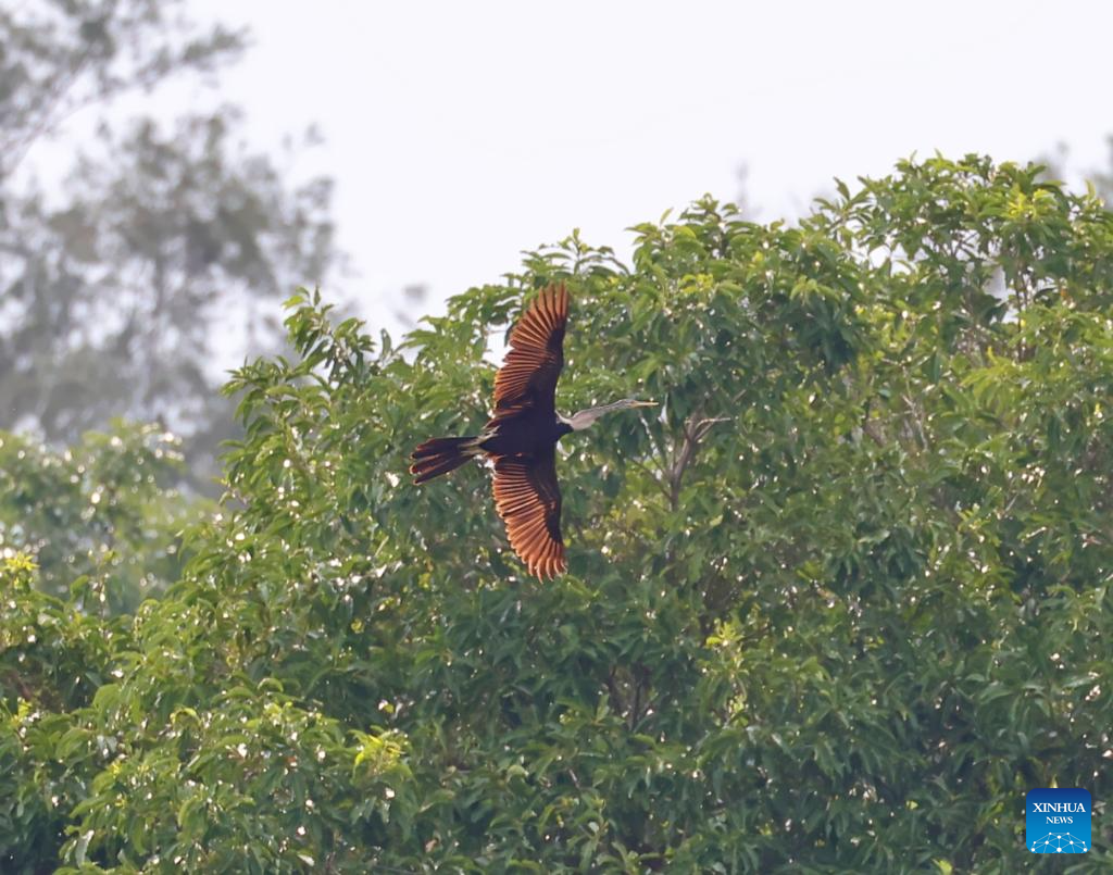 Oriental Darter observed for first time in China's Hainan