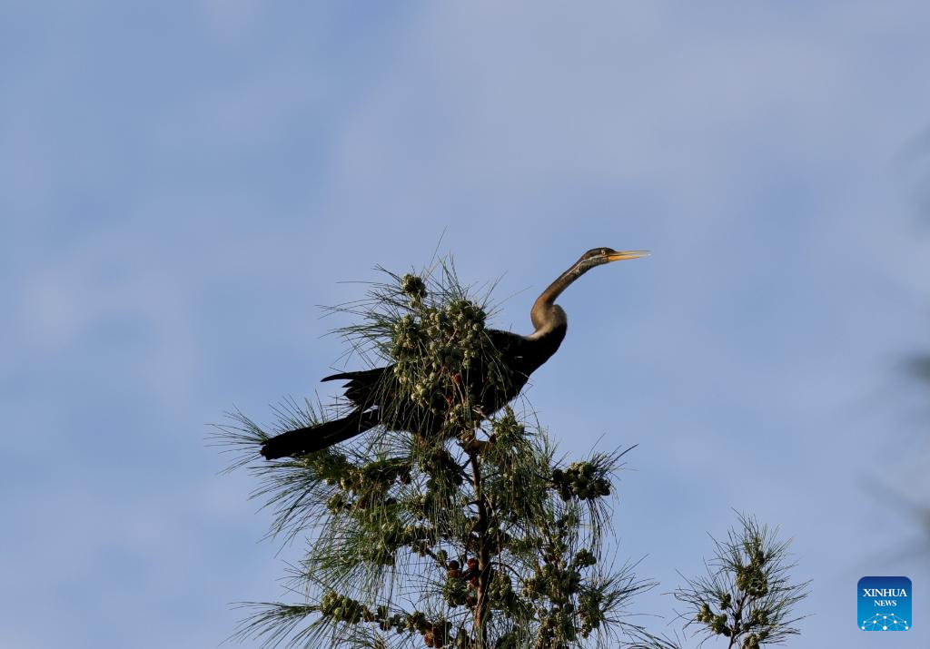 Oriental Darter observed for first time in China's Hainan