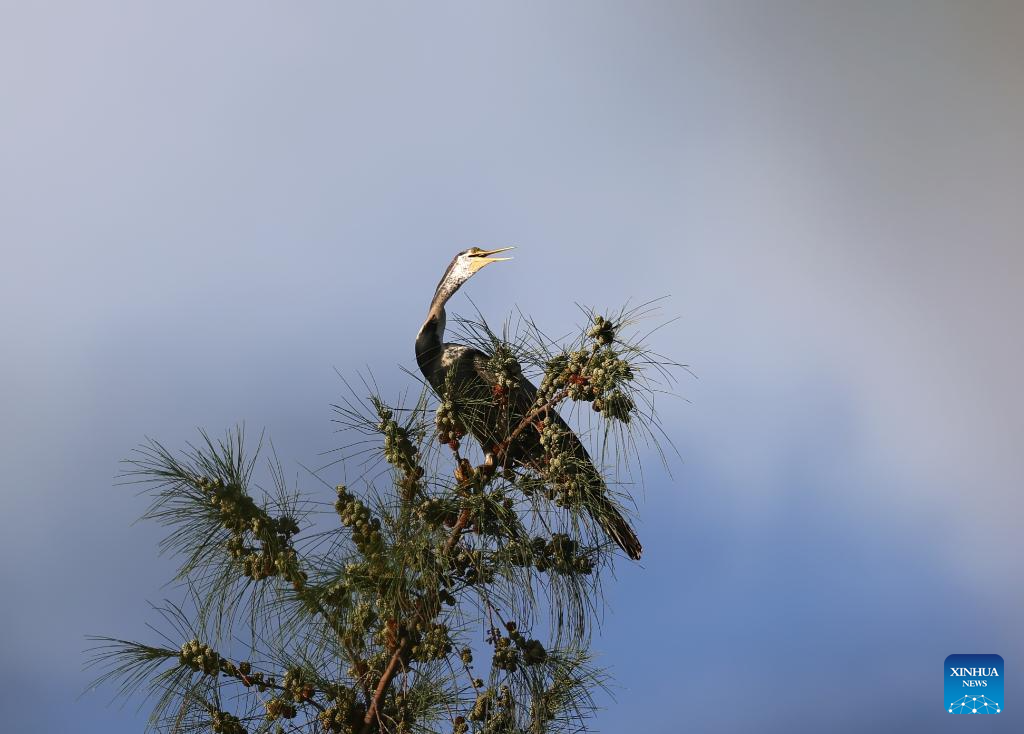 Oriental Darter observed for first time in China's Hainan