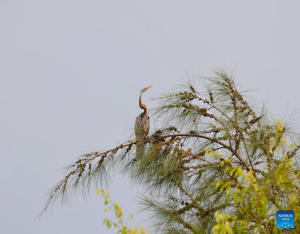 Oriental Darter observed for first time in China's Hainan