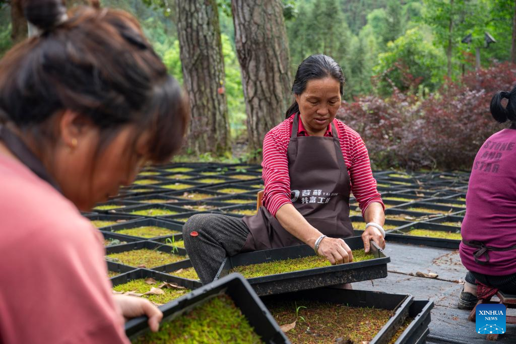 Potted plants pave way to prosperity in east China's mountainous area