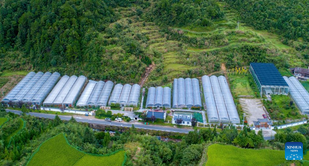 Potted plants pave way to prosperity in east China's mountainous area