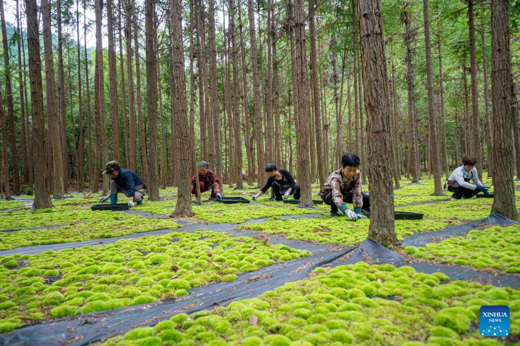 Potted plants pave way to prosperity in east China's mountainous area