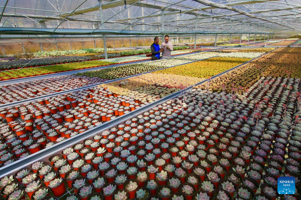 Potted plants pave way to prosperity in east China's mountainous area