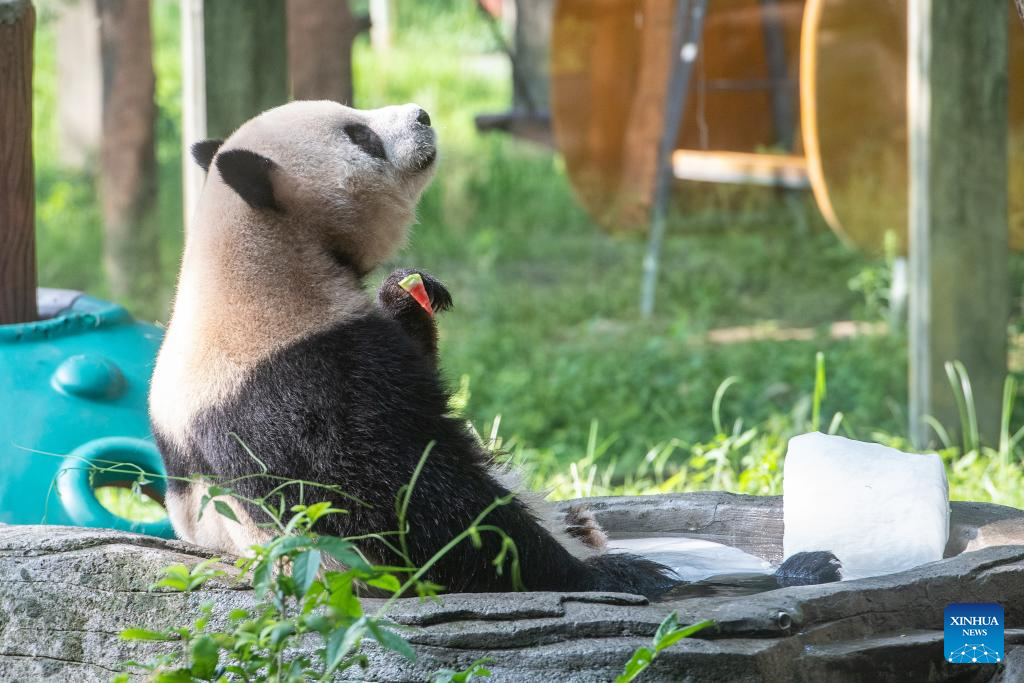 Chongqing Zoo takes measures to help animals beat summer heat