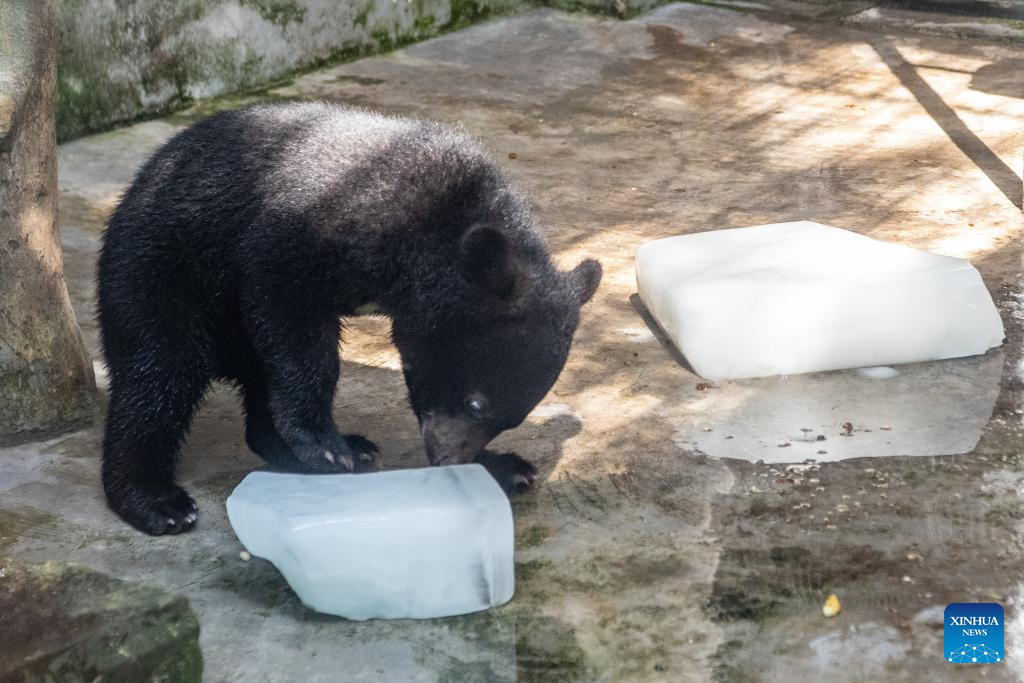 Chongqing Zoo takes measures to help animals beat summer heat