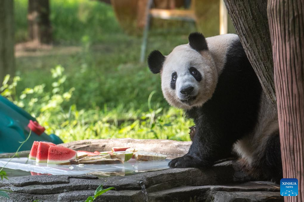 Chongqing Zoo takes measures to help animals beat summer heat