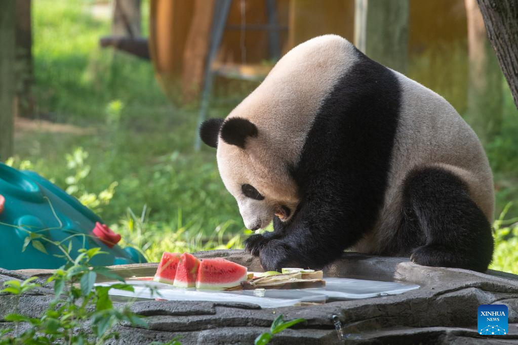 Chongqing Zoo takes measures to help animals beat summer heat