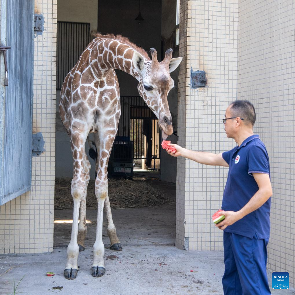 Chongqing Zoo takes measures to help animals beat summer heat