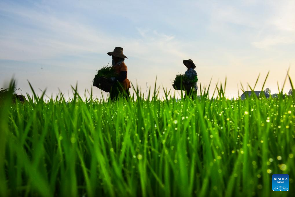 Chinese villagers busy with farm work