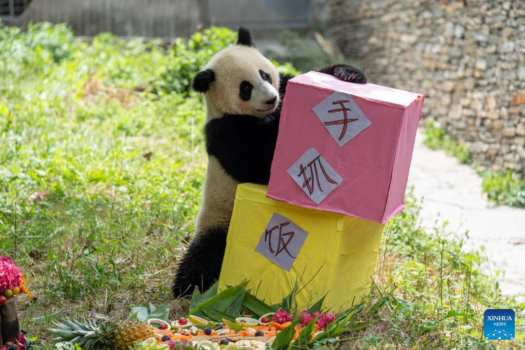 Giant panda birthday season event held in China's Sichuan