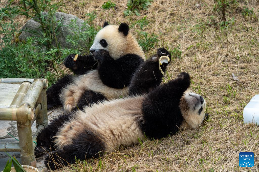 Giant panda birthday season event held in China's Sichuan