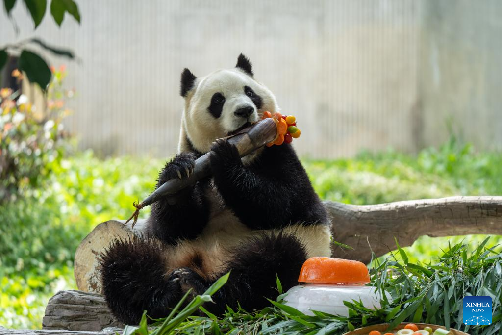 Giant panda birthday season event held in China's Sichuan