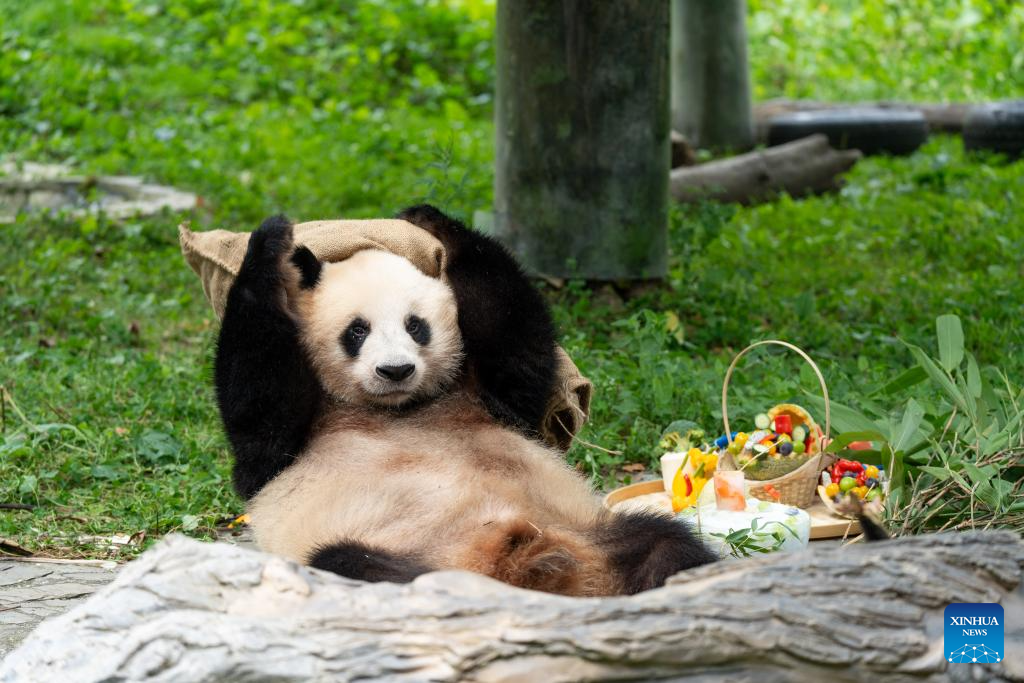 Giant panda birthday season event held in China's Sichuan