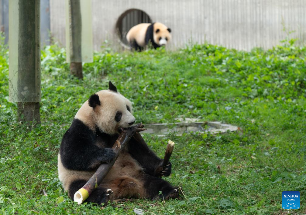 Giant panda birthday season event held in China's Sichuan