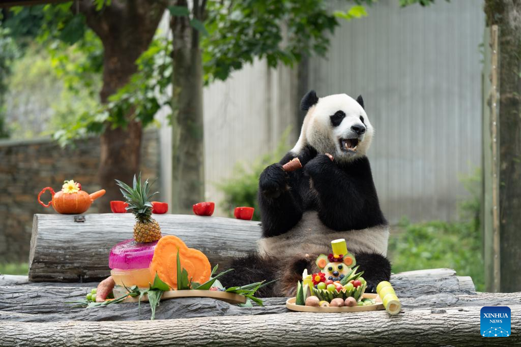 Giant panda birthday season event held in China's Sichuan
