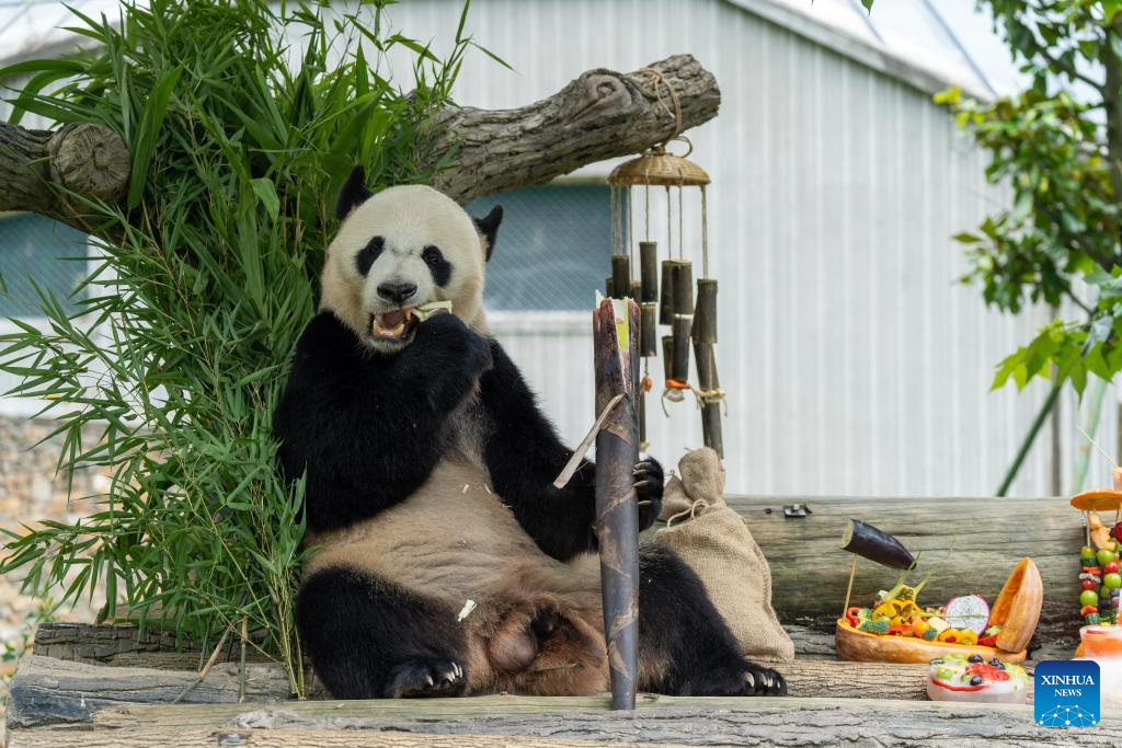 Giant panda birthday season event held in China's Sichuan