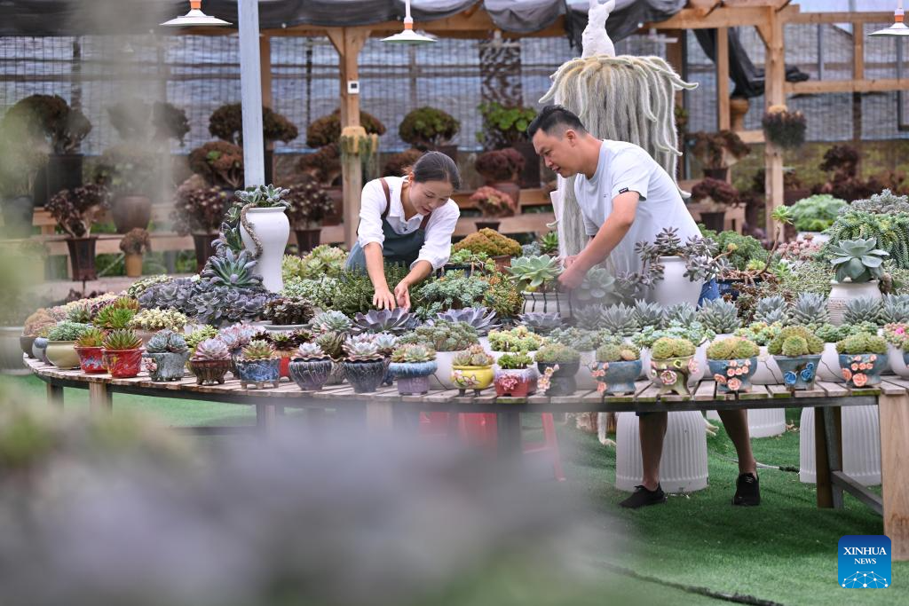 Pic story: Succulent enthusiast cultivates new path to prosperity in SE China's Fujian