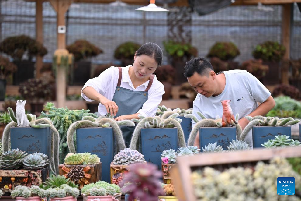 Pic story: Succulent enthusiast cultivates new path to prosperity in SE China's Fujian