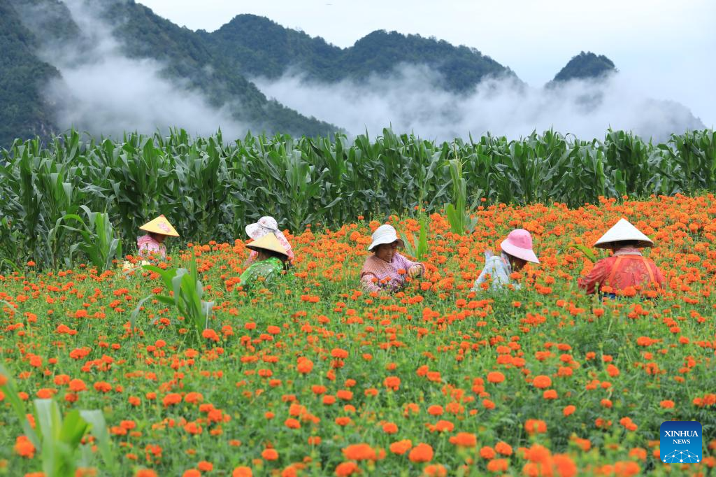 Farmers across China busy with agricultural production in farming season around Dashu