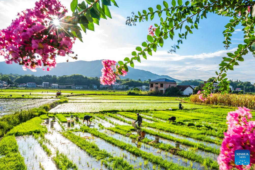 Farmers across China busy with agricultural production in farming season around Dashu