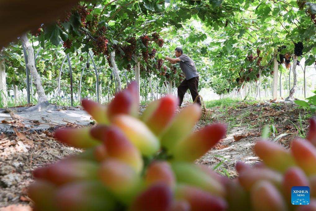 Farmers across China busy with agricultural production in farming season around Dashu
