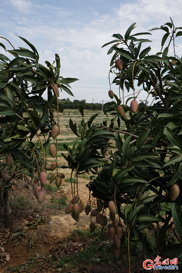 Thriving mango industry boosts rural vitality in Guangxi's Tianyang District
