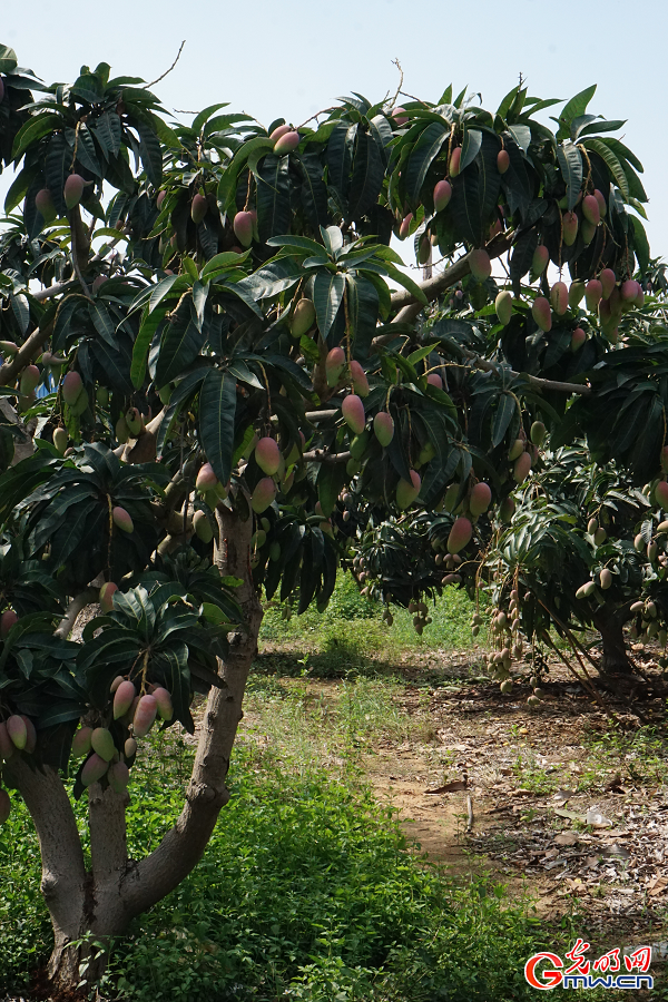 Thriving mango industry boosts rural vitality in Guangxi's Tianyang District