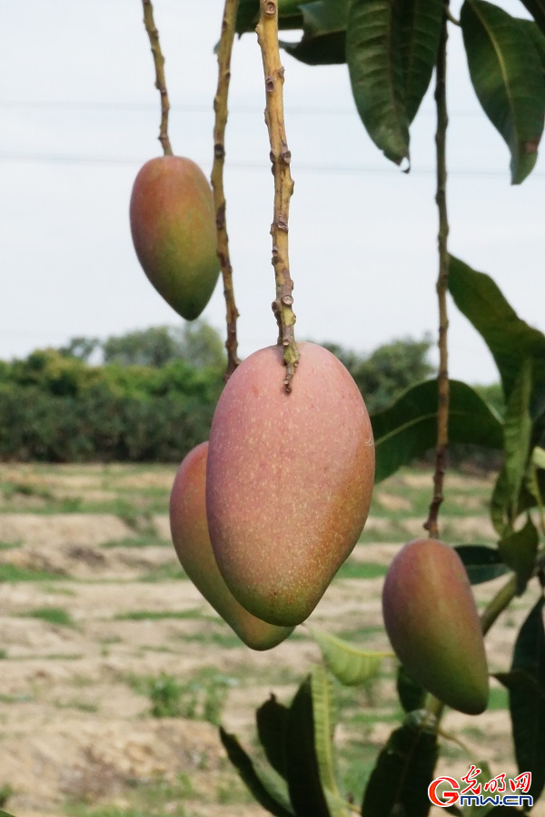 Thriving mango industry boosts rural vitality in Guangxi's Tianyang District