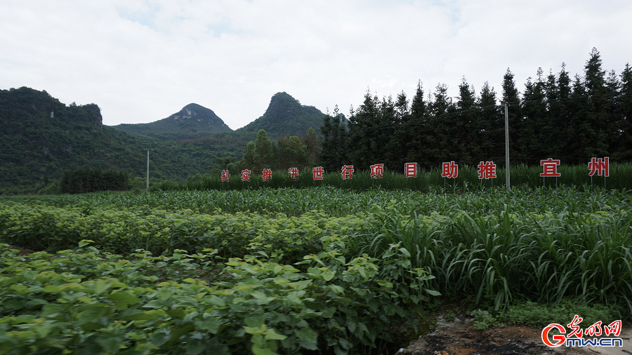 Sericulture industry brings prosperity to Yizhou, Guangxi