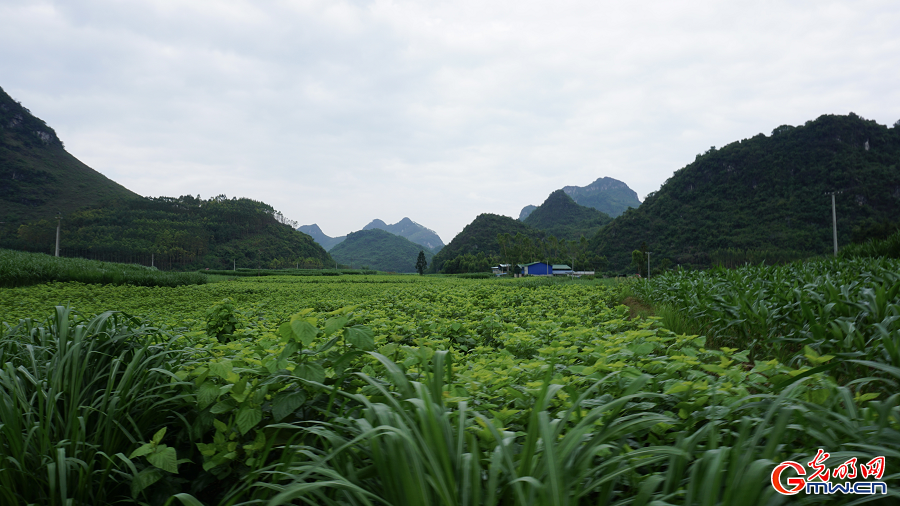Sericulture industry brings prosperity to Yizhou, Guangxi