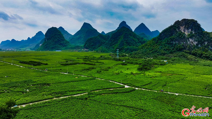 Sericulture industry brings prosperity to Yizhou, Guangxi