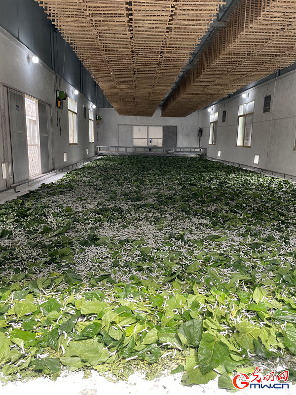 Sericulture industry brings prosperity to Yizhou, Guangxi
