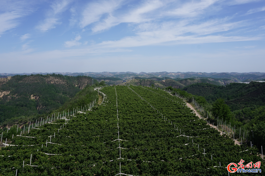 Apple farming drives rural revitalization in Nangou Village