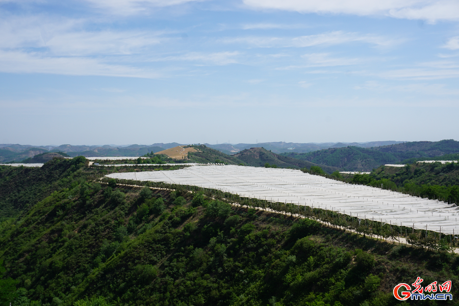 Apple farming drives rural revitalization in Nangou Village