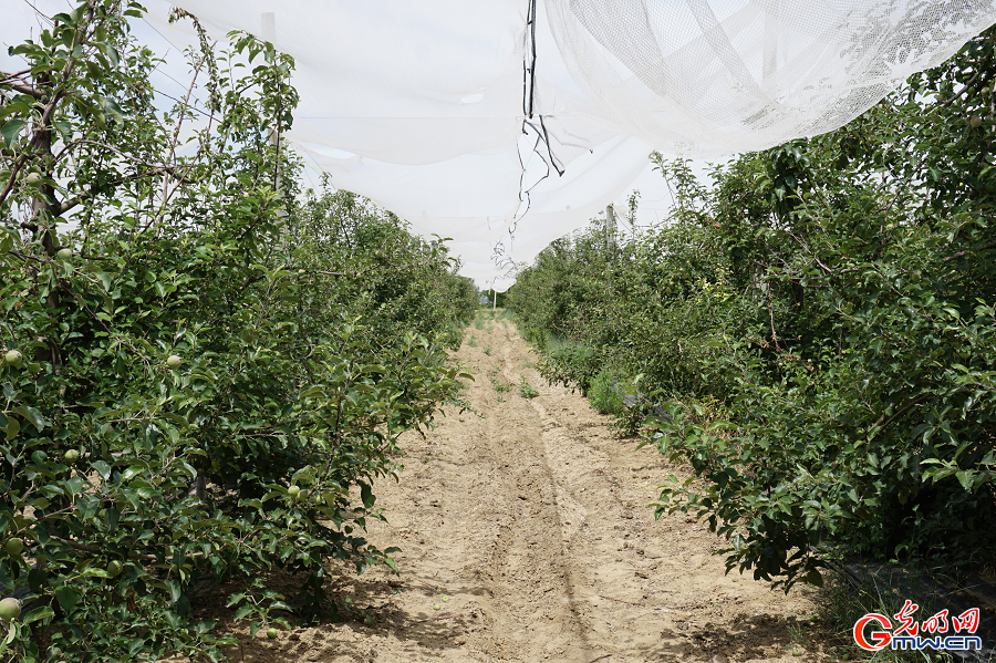 Apple farming drives rural revitalization in Nangou Village