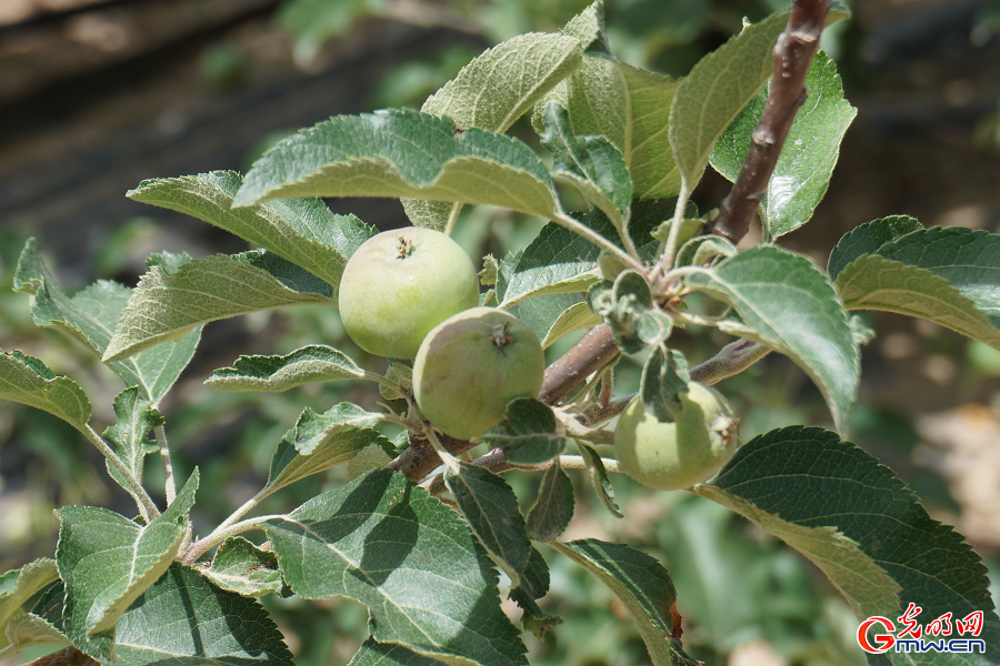 Apple farming drives rural revitalization in Nangou Village