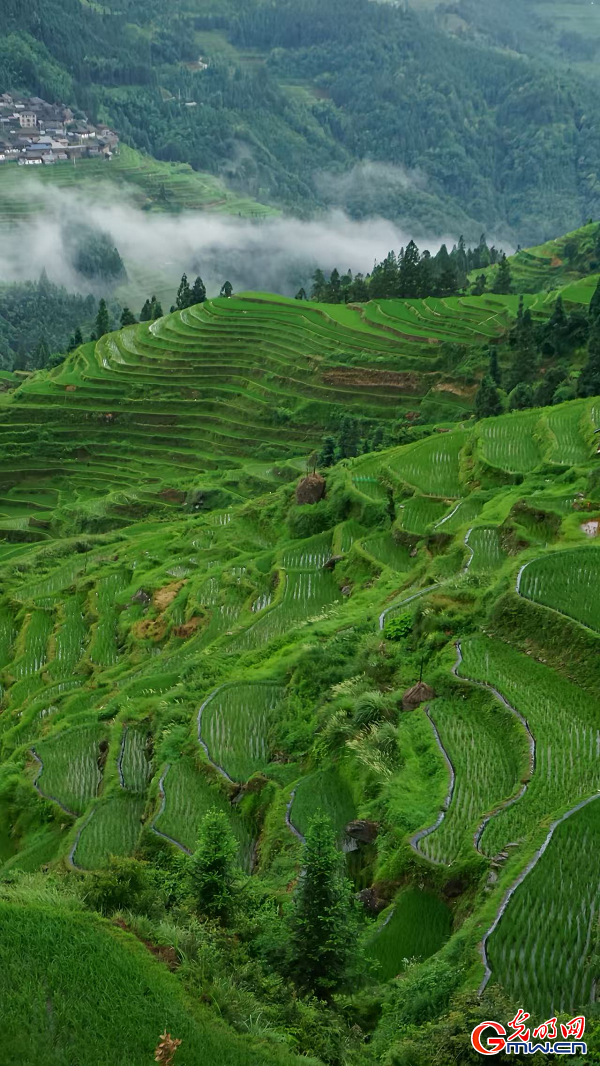 Jiabang terraces nurture sustainable 