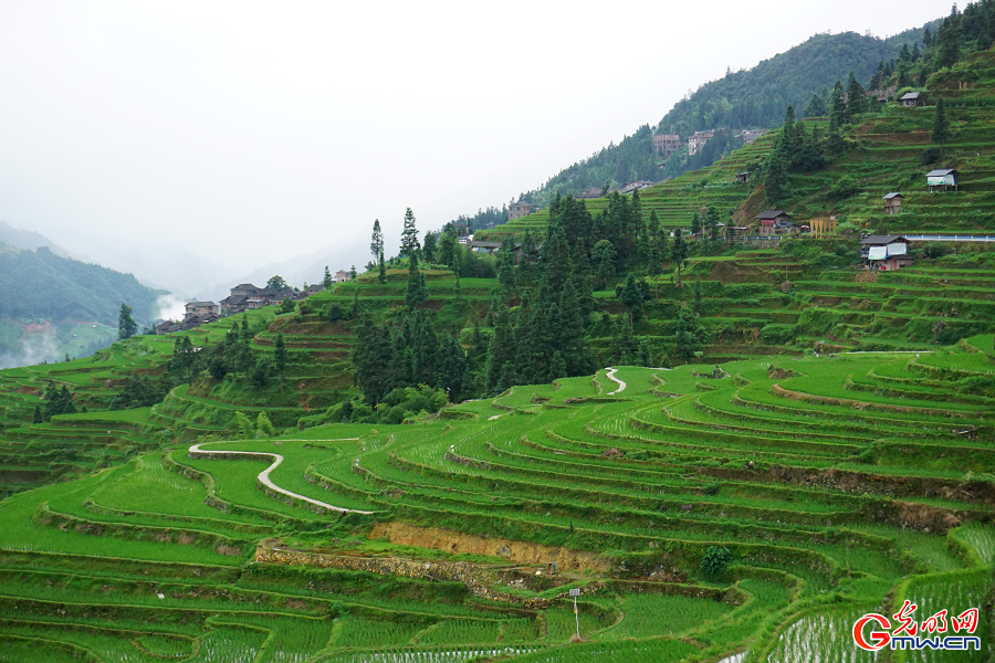 Jiabang terraces nurture sustainable 