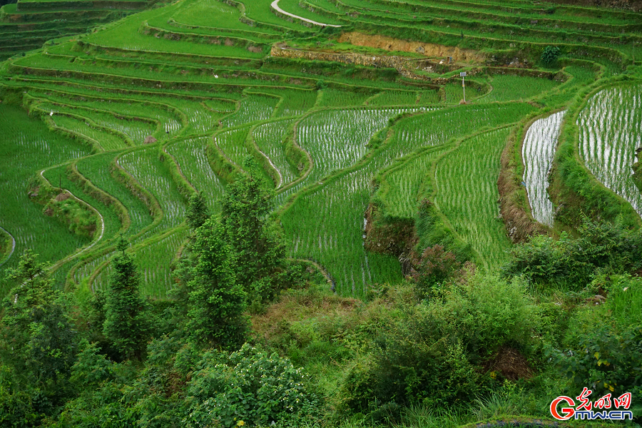 Jiabang terraces nurture sustainable 