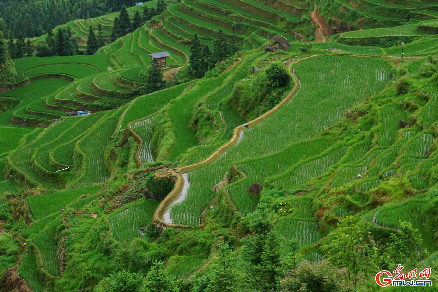 Jiabang terraces nurture sustainable 