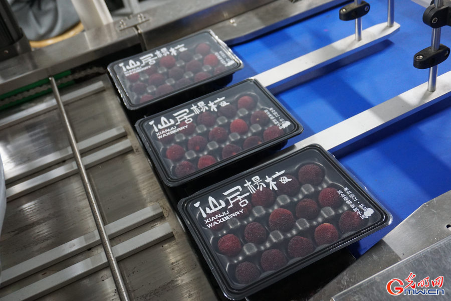 Bountiful waxberry harvest fuels prosperity in Xianju, Zhejiang