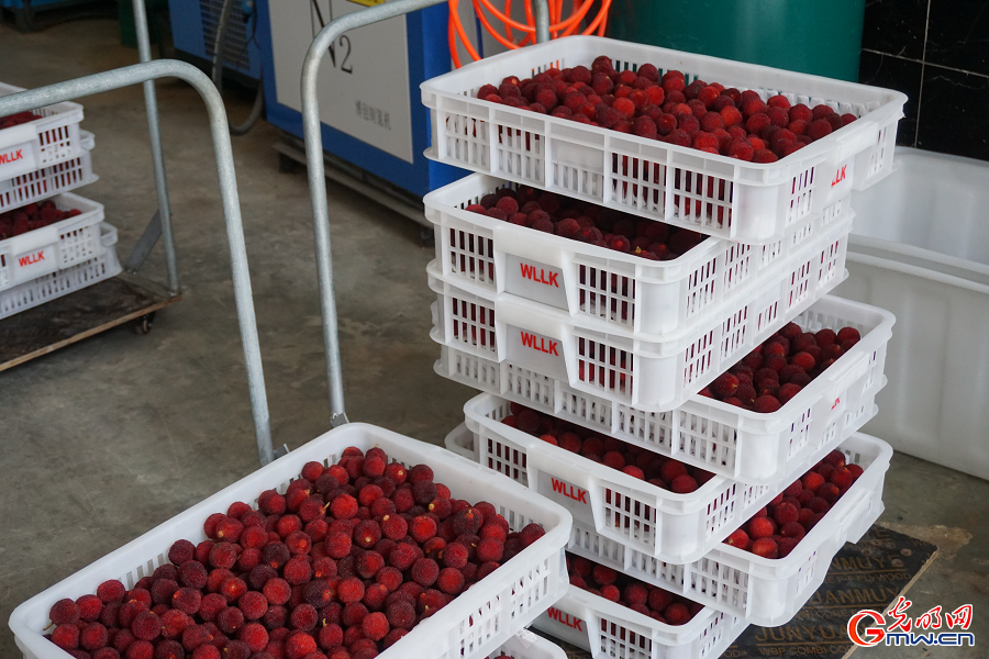 Bountiful waxberry harvest fuels prosperity in Xianju, Zhejiang