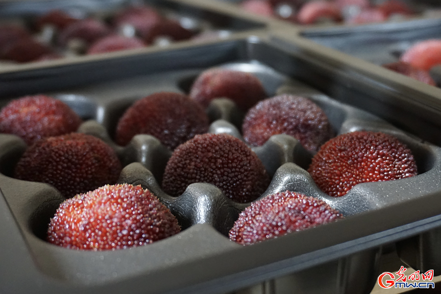 Bountiful waxberry harvest fuels prosperity in Xianju, Zhejiang