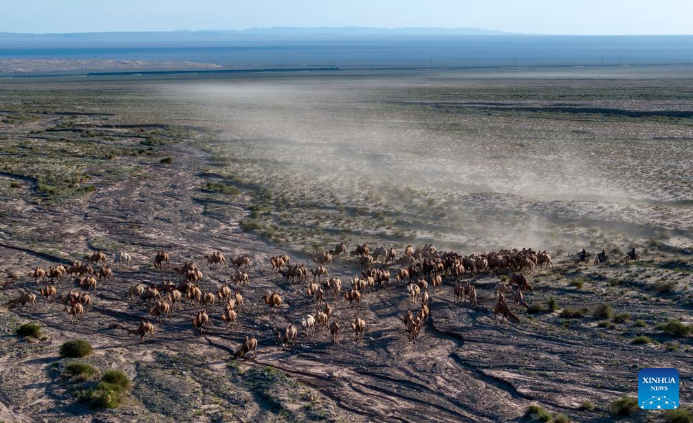 In pics: camels on summer migration journey in NW China's Gansu