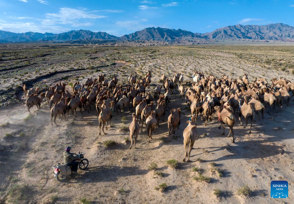 In pics: camels on summer migration journey in NW China's Gansu